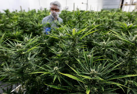 Cannabis-Produktion in Deutschland