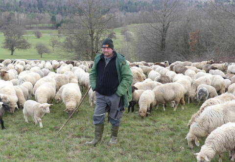 Der Spielberger Schäfer Mario Nagel ist nach wie vor mit seiner Herde, wie hier auf der Winterweide zwischen Ittersbach und Weiler, ohne besondere Schutzmaßnahmen unterwegs. Aktuell fragt er sich, ob er sich einen Elektroschutzzaun zulegen soll.