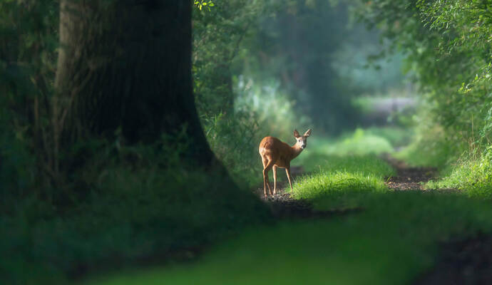Mitte März wurde in Ispringen ein totes Reh mit deutlichen Bissspuren eines Hundes gefunden. Alert roe deer on a summer forest trail.