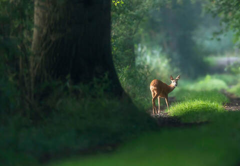 Alert roe deer on a summer forest trail.