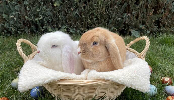 Schauen die beiden schon Richtung Ostern? Snow und Luna (rechts) aus Niefern haben es im letzten Jahr in die Bildergalerie geschafft.
