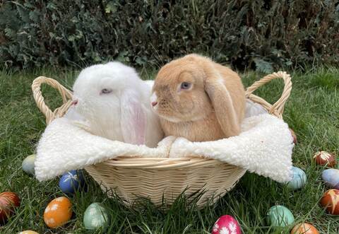Schauen die beiden schon Richtung Ostern? Snow und Luna (rechts) aus Niefern haben es im letzten Jahr in die Bildergalerie geschafft.