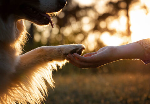 Mit der Auszeichnung soll das besondere Engagement der Preisträger für den Tierschutz einer breiten Öffentlichkeit vorgestellt und entsprechend honoriert werden.