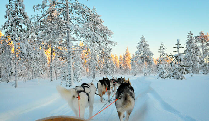 Ab Montag wird vor dem Amtsgericht Calw der Prozess um die toten Schlittenhunde geführt.