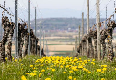 Wetter in Baden-Württemberg