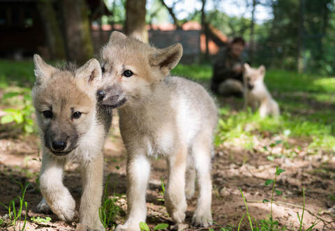 Nachwuchs im Wolfspark