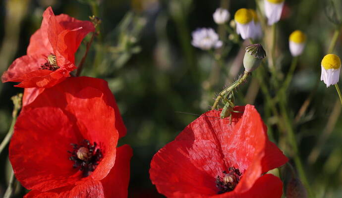 10.06.2023, Nordrhein-Westfalen, Düsseldorf: Eine Heuschrecke sitzt auf einer Mohnblume auf einer Wiese in Hubbelrath. Am Morgen in Düsseldorf