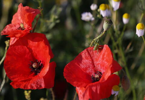 Am Morgen in Düsseldorf