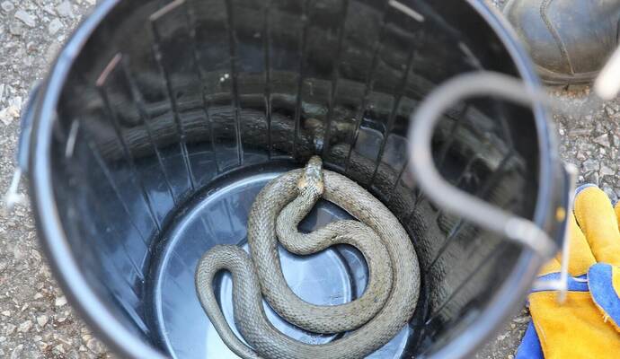 Eine harmlose Ringelnatter hat die Feuerwehr gefangen und wieder freigelassen. Eine harmlose Ringelnatter hat die Feuerwehr gefangen und wieder freigelassen.
