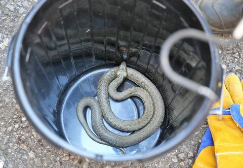 Eine harmlose Ringelnatter hat die Feuerwehr gefangen und wieder freigelassen.