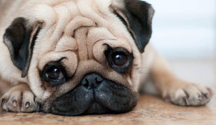 sad dog pug lying floor