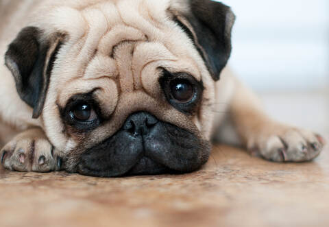 sad dog pug lying floor