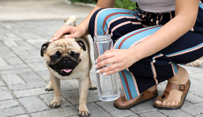 Gewalt gegen Tiere muss nicht immer mit Schlägen verbunden sein. Auch Vernachlässigung ist eine Form von Gewalt. Die meisten der im Tierheim Pforzheim gestrandeten tierischen Opfer von Gewalt werden an neue Halter vermittelt.