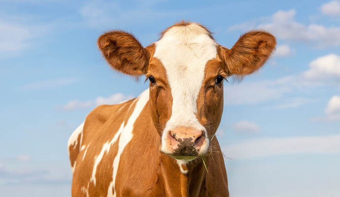 Nach wie vor wird in Dietlingen ein Rind (Symbolbild) vermisst. Red cow head with cute tender eyes and pink nose, lovely and innocent