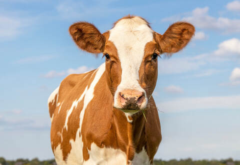 Red cow head with cute tender eyes and pink nose, lovely and innocent