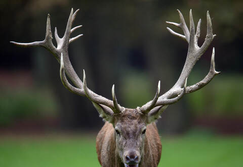 Brunftzeit bei den Hirschen