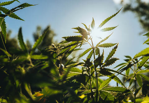 Die Firma hat sich auf den Anbau und Handel von Nutzhanf spezialisiert.