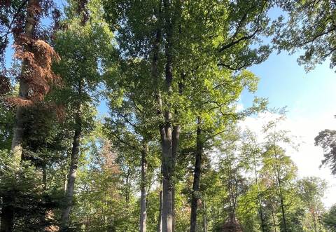 Auf klimaresistenten Arten – hier eine Eiche – ruht die Zukunft des Waldes.