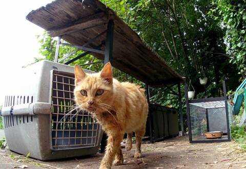 Noch nicht in der Falle aber auf Film gebannt - Wildkameras helfen bei dem Aufspüren von Streunern.