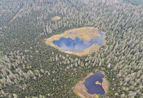 Ein Blick über den Kaltenbronn mit Mooren und Wäldern.