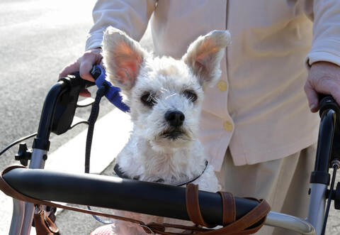 Der Abschied und die Trennung von einem geliebten Haustier (Symbolbild) kann sehr schwerfallen.