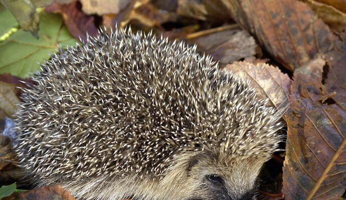 KINA - Wusstest du, dass...? - Karton als Haus für Igel