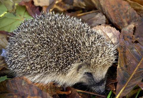KINA - Wusstest du, dass...? - Karton als Haus für Igel