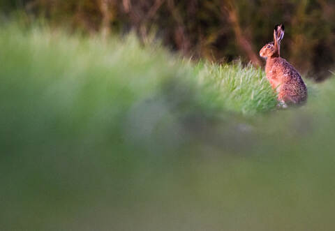 Feldhase in der Leinemasch
