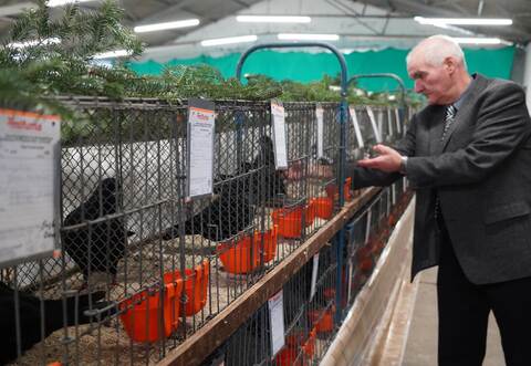 Auch der Kreisvorsitzende Bernhard Lauinger hat bei der Kreisschau seine Tiere gezeigt. Er züchtet Tauben, genauer gesagt Kölner Tümmler in Schwarz.