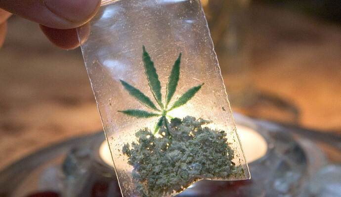 Test zu legalem Marihuana-Anbau Test zu legalem Marihuana-Anbau