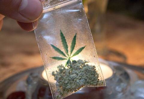 Test zu legalem Marihuana-Anbau