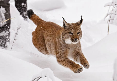 Luchsweibchen wird im Schwarzwald ausgewildert