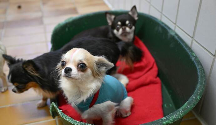 "Animal Hoarding" nimmt zu