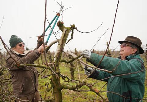 Egon Notz (links) und Günter Leonhard wissen genau, wie man Spindelbäume richtig schneidet. Beide sind Fachwarte, Obstbaumpfleger und Obst- und Gartencoaches.