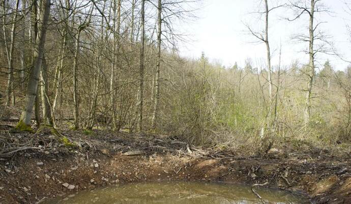 D er angelegte Tümpel im Weiler Wald: Er soll die umgebenden Wiesen, einen kleine n Bachlauf und den Waldrand miteinander verbinden . Bild oben: Die Gelbbauchunke: Sie ist streng geschützt und benötigt frisch entstandene Laichgewässer, die periodisch austrocknen.