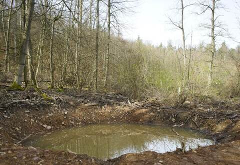 D er angelegte Tümpel im Weiler Wald: Er soll die umgebenden Wiesen, einen kleine n Bachlauf und den Waldrand miteinander verbinden . Bild oben: Die Gelbbauchunke: Sie ist streng geschützt und benötigt frisch entstandene Laichgewässer, die periodisch austrocknen.