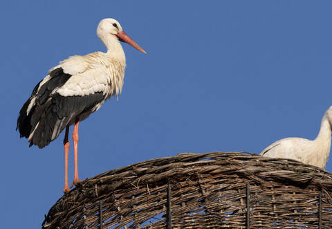 Die Jungstörche in Ellmendingen haben nicht überlebt. Die Eltern sind aber noch vor Ort.