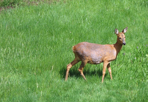 Ein trächtiges Reh, wie hier auf dem Symbolbild, wurde bei Göbrichen gerissen.
