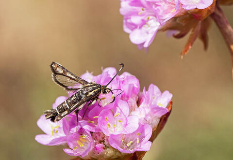 Grasnelke ist «Blume des Jahres 2024»
