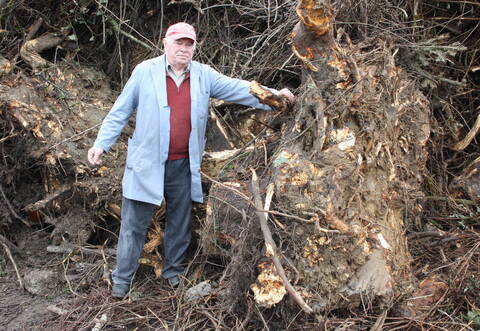 Riesige Baumstümpfe sind vor einiger Zeit schon auf dem Gelände verbotenerweise entsorgt worden. Darüber ärgert sich insbesondere der ehrenamtliche Enzberger Häckselplatzpate Theo Bellon.
