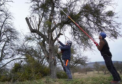 Fachwart Egon Notz und Obstbauberater Bernhard Reisch (von links) zeigen an einem Baum in Dürrn, wie man Misteln mit einem Hochentaster entfernt. Am Ende wird nicht viel mehr als der Hauptstamm übrig sein.