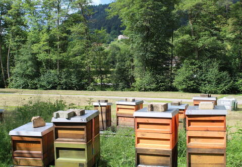 Mehrere Bienenvölker hegt und pflegt Imker Axel Kull. Im Bild sieht man ein Beispiel für den Heimaufbau.