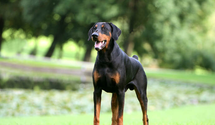 Der Dobermann (Symbolbild), der am Freitagabend einen anderen Hund in Eisingen tödlich und dessen Besitzerin im Gesicht verletzt hat, ist nun in amtlicher Obhut.
