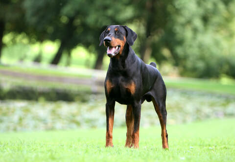 Der Dobermann (Symbolbild), der am Freitagabend einen anderen Hund in Eisingen tödlich und dessen Besitzerin im Gesicht verletzt hat, ist nun in amtlicher Obhut.