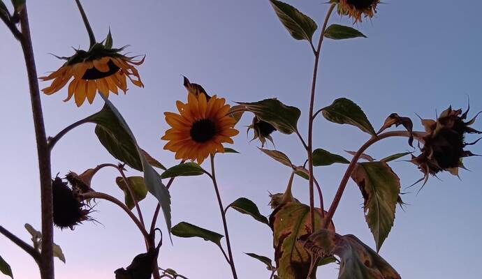 Indem wir Menschen einfach mal die Abendstimmung im Garten genießen, helfen wir Tieren und Pflanzen, denn auch sie haben einen Tag-Nacht-Rhythmus und brauchen daher die Dunkelheit.