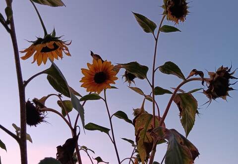 Indem wir Menschen einfach mal die Abendstimmung im Garten genießen, helfen wir Tieren und Pflanzen, denn auch sie haben einen Tag-Nacht-Rhythmus und brauchen daher die Dunkelheit.