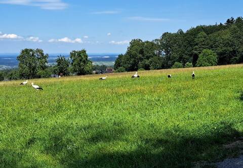 Bevor es weitergeht, gönnen sich die Störche ihr Lieblingsessen: Mäuse.