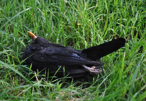 Amselsterben vermutlich noch schlimmer als 2018