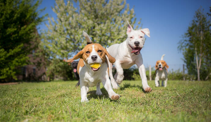 Der Hund ist der beste Freund des Menschen - also schicken Sie uns gerne ein Bild von ihm.