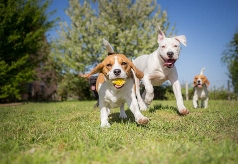 Der Hund ist der beste Freund des Menschen - also schicken Sie uns gerne ein Bild von ihm.